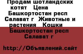 Продам шотландских котят › Цена ­ 1 000 - Башкортостан респ., Салават г. Животные и растения » Кошки   . Башкортостан респ.,Салават г.